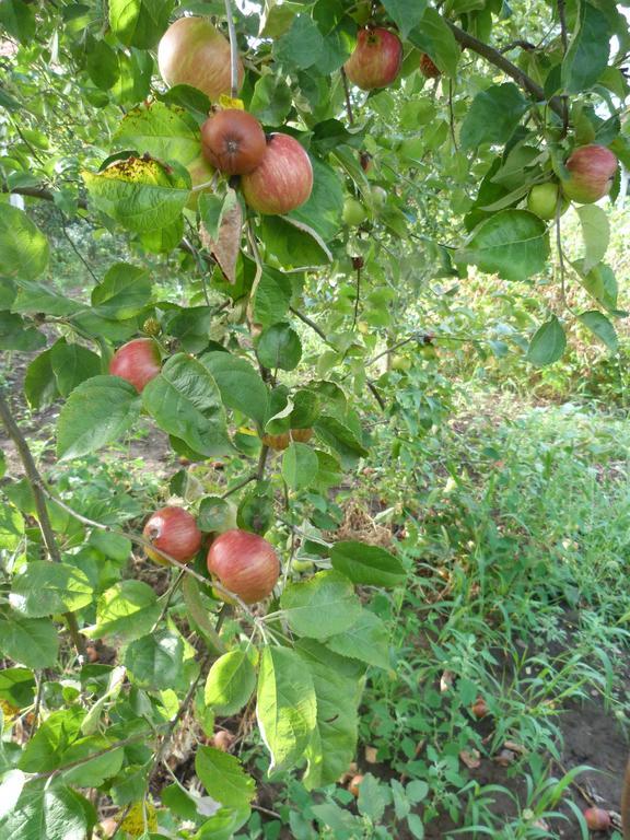 Gyuemoelcsoeskert Szallashely Дебрецен Екстериор снимка